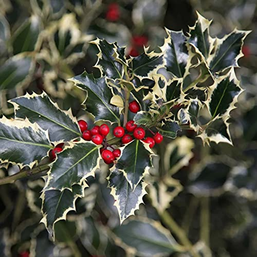 Agrifoglio variegato Ilex aquifolium Argentea Marginata pungitopo pianta in vaso ø19 H 30/40 cm Vivaio di Castelletto