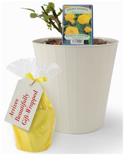 Golden Wedding Rose Plant – Celebration Anniversary 5.5 Litre Potplant, Inside A Cream Tin Planter. Beautifully Gift Wrapped. They are Real, Living, British Grown, Garden Ready, Outdoor Flowers