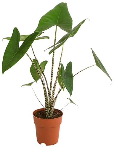 Dehner Pfeilblatt, gestreifte Stängel, ca. 85-90 cm, Ø Topf 19 cm | Alocasia zebrina, tropische Zimmerpflanze, für helle bis halbschattige und luftfeuchte Standorte