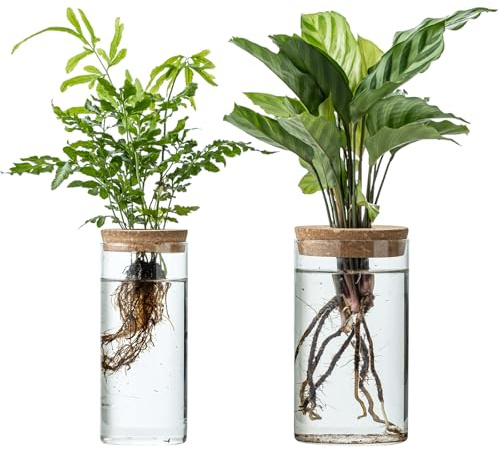 JGKYLDZ Propagation Vases for Plants, Set of 2(1 Large & 1 Small) Glass Plant Propagation Stations, Plant Propagation Jars for Home Office Windowsill Tabletop Decoration (2)
