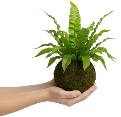 Kokedama Helecho Asplenium Nido de Ave Planta Natural Viva DECOALIVE