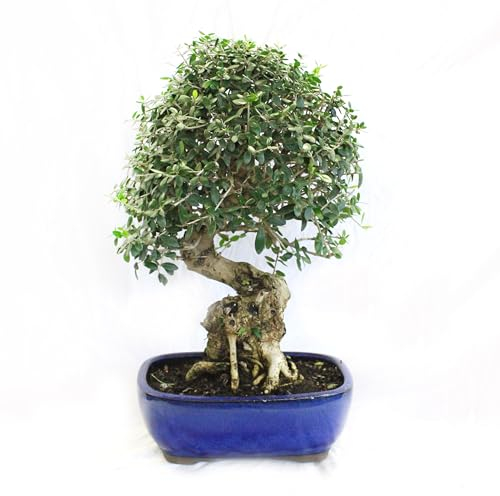 KENTIS - Bonsai Olivenbaum - Echter Olea Oleaster Bonsai - Echte Pflanzen für den Außenbereich - Hoch 45-55 cm Keramiktopf Ø 27 cm