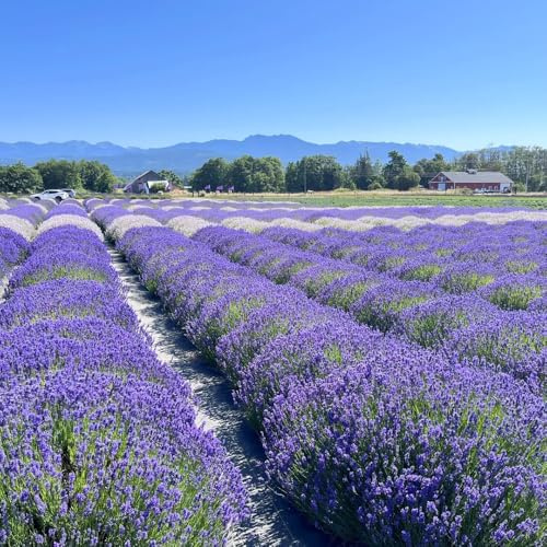 semillas de lavanda organicas, para exterior al aire libre, exóticas balcón, jardín resistentes 100pcs