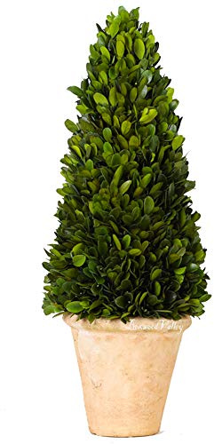 Topiario de boj real preservado natural de boj para decoración de plantas de boj verde para el hogar, oficina, bar, decoración de plantas verdes de interior (topiario de árbol de cono, 17 pulgadas de