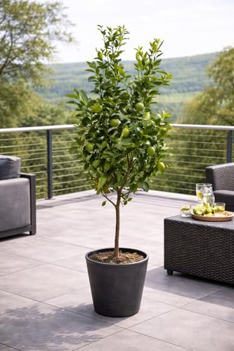 Limettenbaum Lima Verde - Caipirinha Limette (130-170 cm) | Frisch & Aromatisch für Cocktails, Garten & Terrasse | Hohe Erträge, Robust & Pflegeleicht