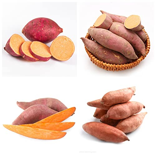 Samen Süßkartoffel Zum Pflanzen - Ipomoea Batatas - Gemüse Samen - Anbauspaß Und Frisches Essen Aus Dem Eigenen Garten, Gemüsebeet Süßkartoffel Samen, Bio Saatgut Süßkartoffel, Bodendeck 50 Stück