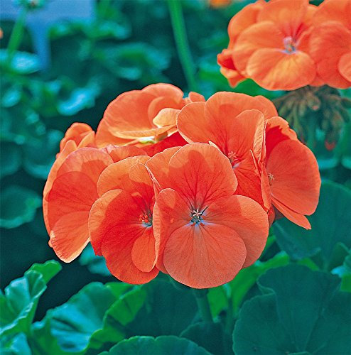 JustSeed - Flower - Geranium - Horizon F1 - Orange - 50 Seeds - Large