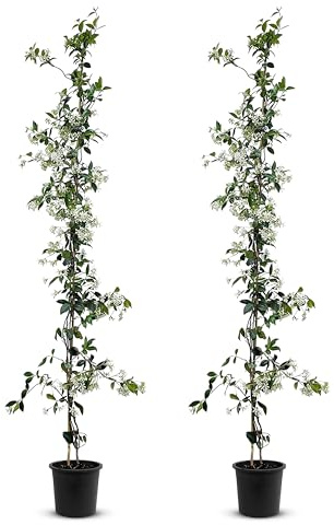 Tropictrees - Trachelospermum Jasminoides - 170cm - Winterhart - Sternjasmin - toskanischer Jasmin -Weiß - 2 pcs