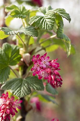 Ribes sanguineum 'Pulborough Scarlet' 100-125 cm – Winterhart, Mehrjährig, Pflegeleicht – Blutjohannisbeere – Zierstrauch für Garten & Blütenhecke