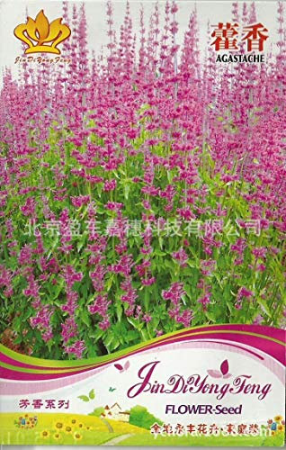 30 Semillas/paquete Hisopo Agastache Semillas de flores Perenne Decoración de jardín Semillas de flores G25:Seeds Only