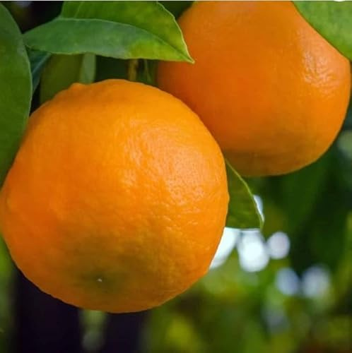 ARANCE COLTIVATE IN AGRO ROCCA IMPERIALE BUCCIA EDIBILE (ARANCE DI ROCCA IMPERIALE (Ogni 4 KG))