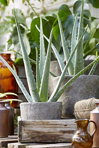 Aloe Vera Lebende Frische Besänftigende Medizinische Topfpflanze 15-20 cm