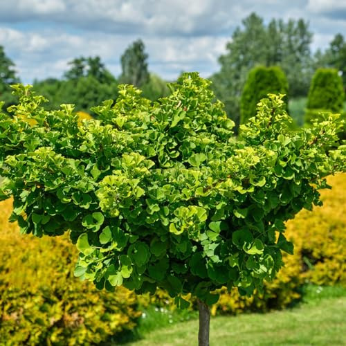 ginkgo balkonpflanzen winterhart mehrjährig baumsamen grünpflanzen winterharte stauden für pralle sonne balkon garten topfpflanzen echt wildkräuter pflanztöpfe blumengarten 50samen