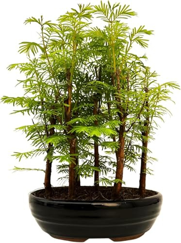 Bonsai Baum mit Keramik Blumentopf - Metasequoia - Bonsai - Wald - Baum im Freien (P18)