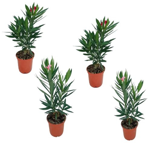 Nerium Oleander Arbusto Conocido como Adelfa - Pack de Cuatro Unidades