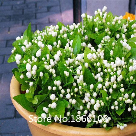 Ces graines de jasmin blanc parfument la plante et le grain de fleurs de jasmin d'Arabie: PAQUET DE 100 GRAINES