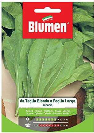 CICORIA DA TAGLIO BIONDA A FOGLIA LARGA