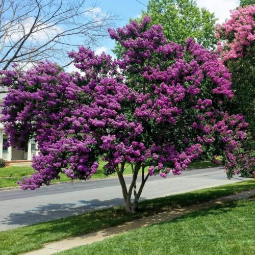 Lagerstroemia indica Viola pianta ad alberello in vaso ø26 cm h. 120/140 cm circa Vivaio di Castelletto