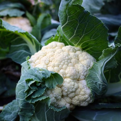 semi di cavolfiore biologici - vecchie varietà da giardino balcone interno Decorazioni resistenti 200pcs