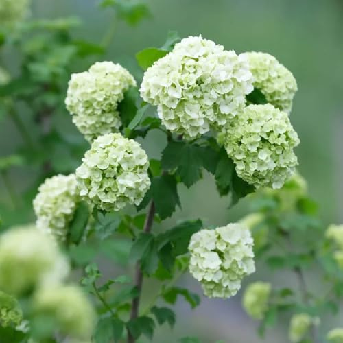Semi di ortensia palla di neve, rare semi decorazione da giardino per esterni estivi farfalle decorazione floreale serre da balcone 20pcs