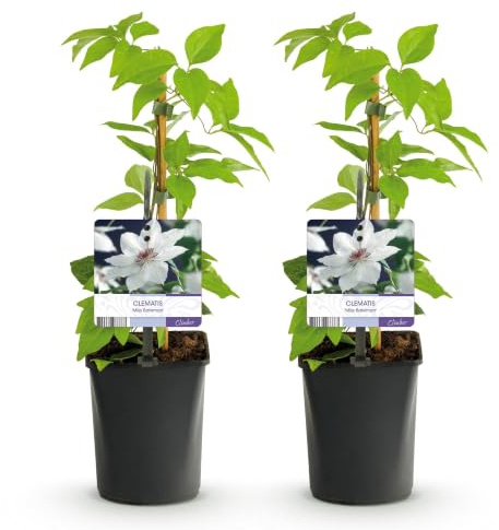 GreenboutiQ - Kletterpflanze - Clematis Miss Bateman - Blüte Rosa - Wenig Pflege - 2 Pflanzen - Topf 11cm Höhe 40cm