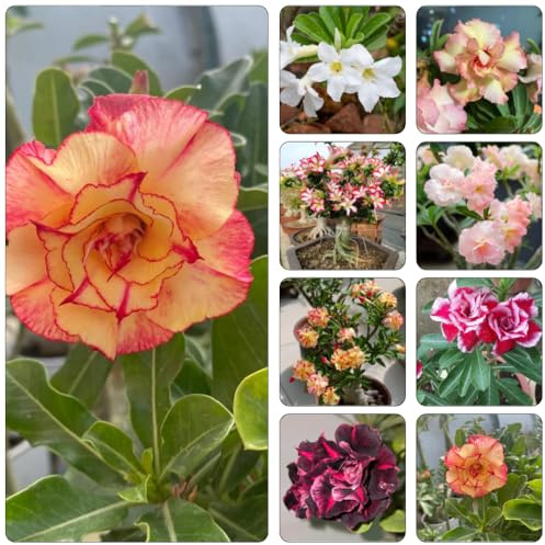 wüstenrosesamen blumenbeet balkon gartenblumen mehrjährig winterhart winterharte stauden für pralle sonne blumensamen gewächshaus balkon herbstpflanzen winterhart blühend 80samen