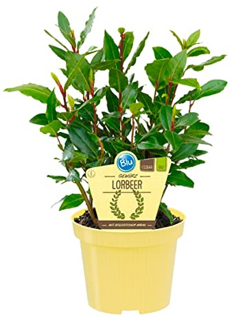 Bio Gewürzlorbeer, (Laurus nobilis), Kräuter Pflanzen aus nachhaltigem Anbau (1 Pflanze, je im 12cm Topf)