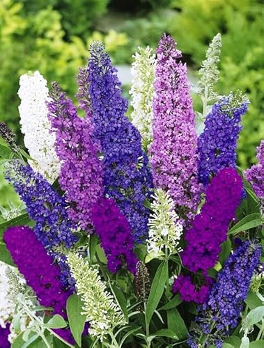 KIRA SEEDS - Seeds Butterfly Bush Giant Mix- Buddleia davidii - Perennial Flowers for Planting - GMO Free