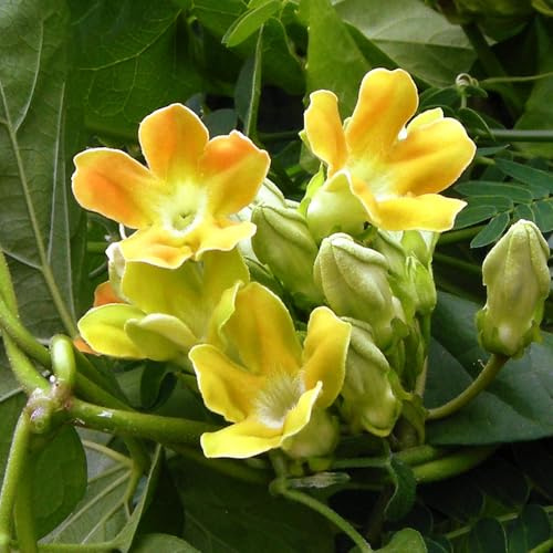 CHINESISCHES VEILCHEN - PAKALANA TELOSMA CORDATA 10+ SAMEN Ed 110