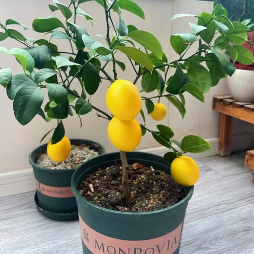 semillas de limonero para balcones, jardín de rocas resistentes de limonero de jardín perennes resistentes exóticas 35pcs