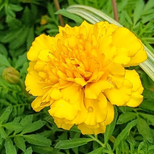 ringelblumensamen bio, garten winterharte bodendecker steingarten hochbeet balkon mehrjährig 200pcs