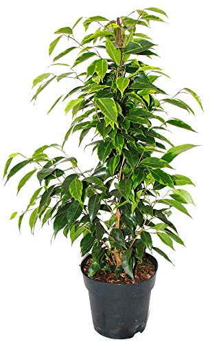 Exotenherz Ficus benjamini Anastasia im 17cm Topf
