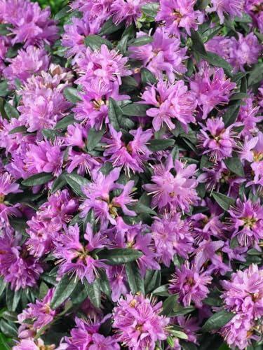 Rhododendron russatum Azurwolke 20-25 cm Zierstrauch winterhart