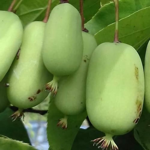 2 PIANTA DI KIWI ARGUTA AUTOFERTILE ISSAI + JUMBO FRUTTO GROSSO 80-120 CM VIVAI VALTELLINA