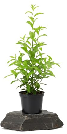 Planta Natural Galán de Noche Cestrum Nocturnum con DECOALIVE en Maceta de 17 cm