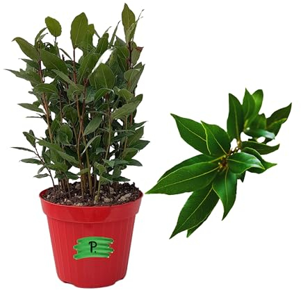 P. Piantine da Orto | Alloro, Pianta in Vaso Diametro 14 cm, Pianta Pronta per il Trapianto, Pianta Vera da Esterno, Piantina Aromatica per Balcone o Terrazzo, Vivaio Italiano