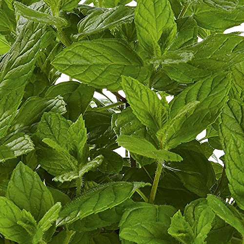 Mint Plug Plants. 'Garden Mint'. Aromatic Spearmint herb. Plants for Pollinators. Medium Plug Plants x 4.