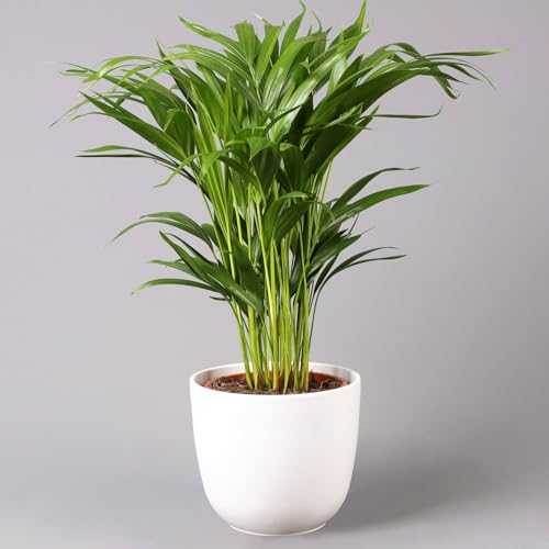 Goldfruchtpalme in Topf Tusca, Topf-Ø 17 cm, Höhe ca. 40-60 cm