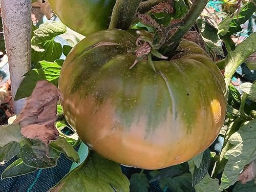 POMODORO GIGANTE ITALIANO SEMI