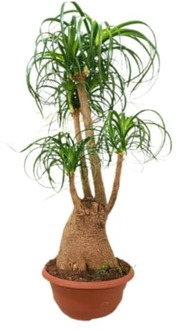 Planta natural Beaucarnea ramificada, 90-100 cm. Pata de elefante. Planta de porte exótico con tronco engrosado y hojas largas colgantes. Segura Garden.