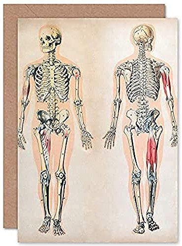 Fine Art Prints Human Body Anatomy Skeleton Muscles Greeting Card With Envelope Inside Premium Quality,17.5 x 12.5 cm