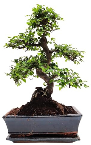 Bonsai Baum mit Keramik Blumentopf - Ligustrum, Ficus, Carmona, Podocarpus, Chinese elm - ca. 6-9 Jahre (25 cm Schale ca. 12-14 Jahre, Chinese elm P25 S)