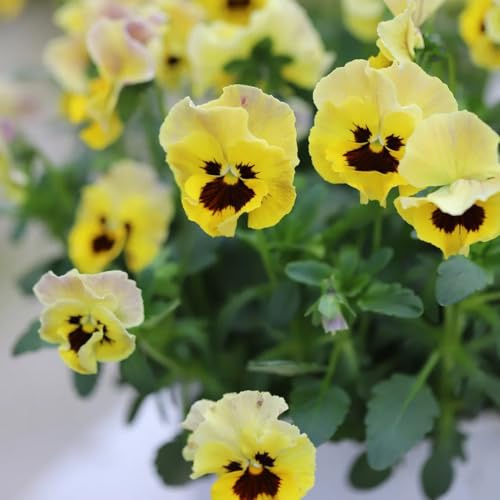 semi di viola cornuta perenne, resistenti all'esterno, viola cornuta, giardino roccioso resistenti, decorativi per aiuole rialzate, 450pcs