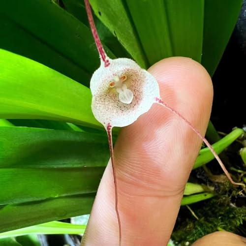 orchidea scimmia - rampicanti, giardino roccioso primaverili, resistenti in vaso balcone, recisi resistenti esterno in vaso balcone 25semi