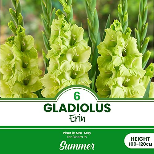 6 x Gladioli Erin – Rare Green Blooms in Bunch – Perennial – Summer Flowering Bulbs – for Your Beautiful Garden