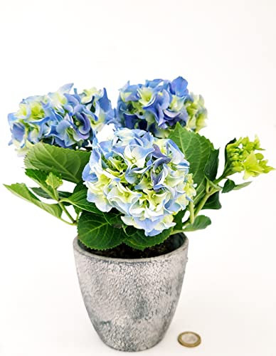 POWERS TO FLOWERS - ORTENSIA NANA BLU IN VASO CERAMICA RUSTICO, pianta vera