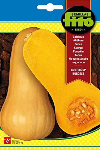 Semillas Fitó 6428 - Semillas de Calabaza Butternut