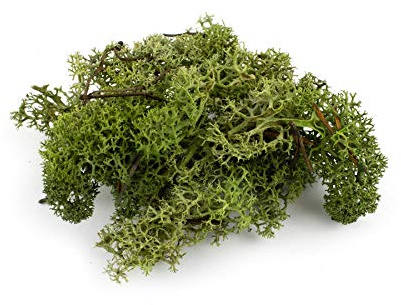 War World Scenics Musgo Verde Oscuro para Follaje 60g - Liquen Maqueta Ferroviario Wargame Juego de Guerra Escenario Paisaje Modelismo Árboles Arbustos Setos Diorama Base Material Bosque