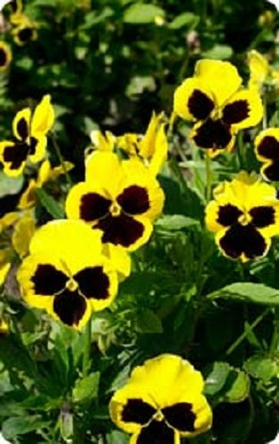 PREMIER SEEDS DIRECT - PANSY - SWISS GIANT - RHINEGOLD YELLOW BLOTCH - 5000 FINEST SEEDS - BULK