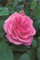 Englische Rose Gertrude Jekyll im 7 Liter Rosentopf